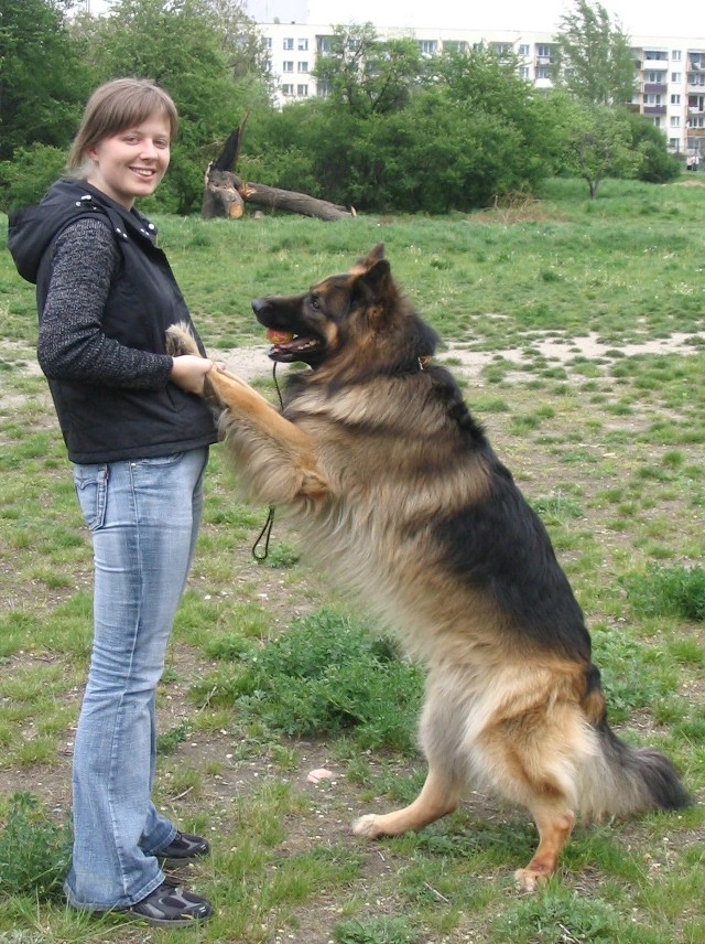 Nawet słaba płeć może zapanować nad ogromnym psem - Katarzyna Wójtowicz przy szkoleniu Aslana, niemieckiego owczarka