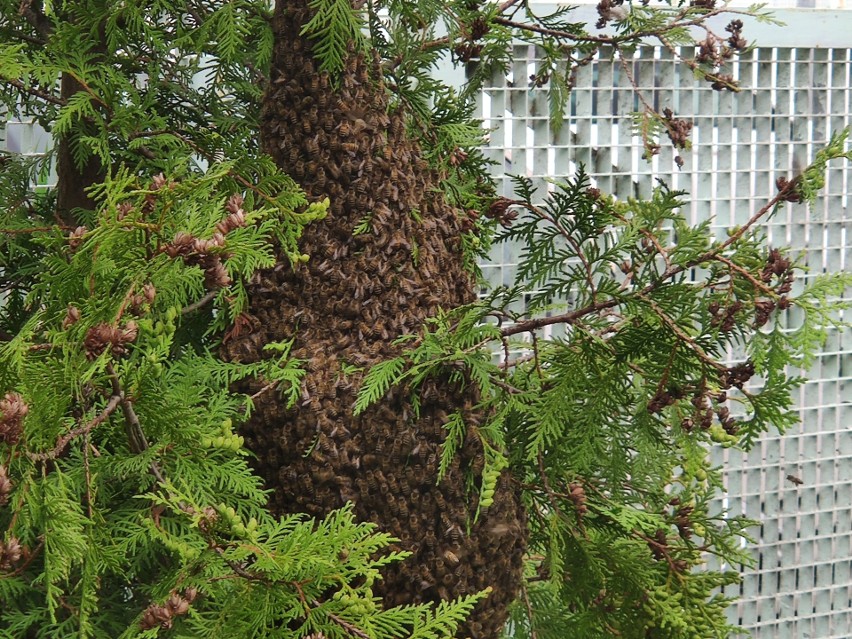 Gdańsk. Niecodzienni goście w Klubie Żak. W ogródku zadomowił się... rój pszczół | WIDEO i ZDJĘCIA