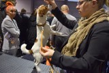 Gigantyczne zainteresowanie wystawą psów rasowych w Szczecinku [wideo, zdjęcia]