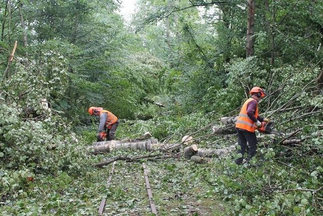 Puszcza Białowieska zniszczona przez silny wiatr, który powalił 20 000 m3 drzew