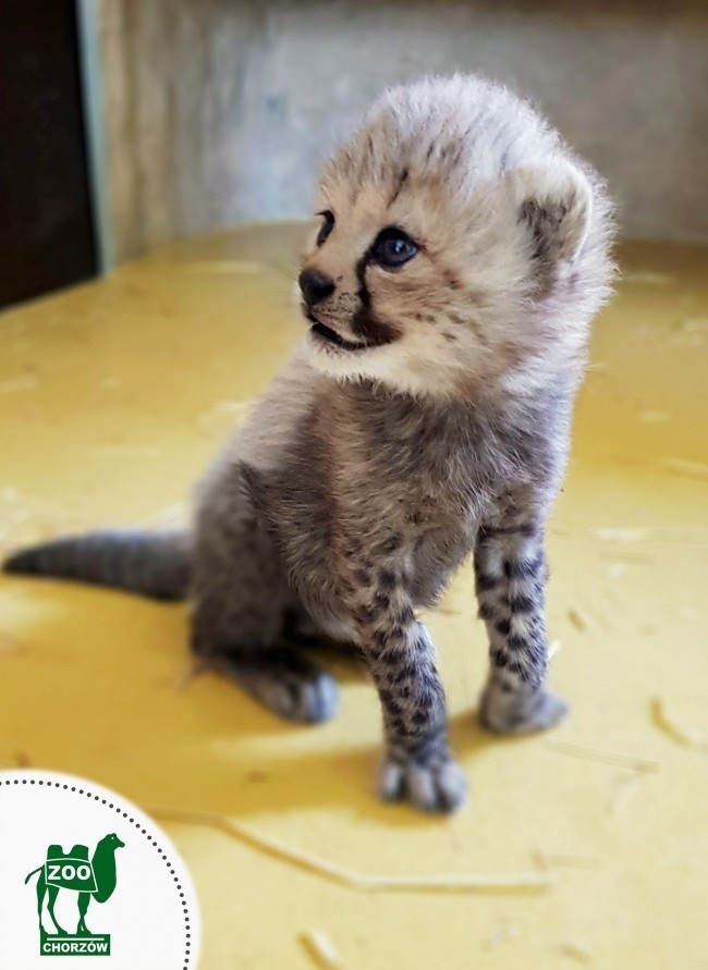 W Śląskim Ogrodzie Zoologicznym urodziły się gepardy. Są...