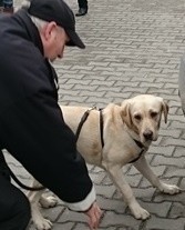 Fionka - pies na papierosy. Pomogła celnikom w Suchedniowie