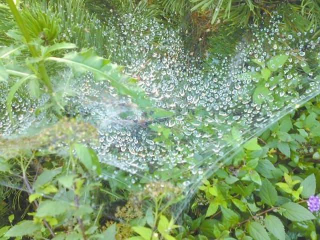 Krople deszczu w pajęczynie.