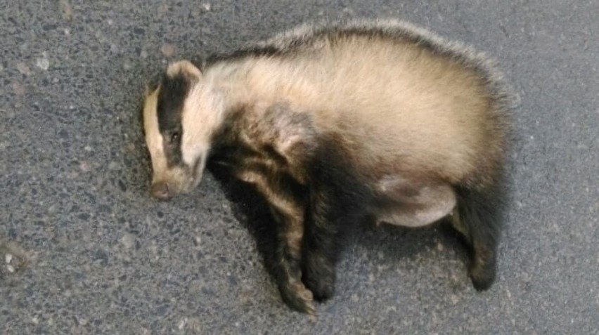 Martwy borsuk na drodze w Suchorzowie. Został potrącony przez samochód?