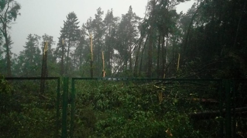 Połamane drzewa na stadionie miejskim w Złocieńcu,...