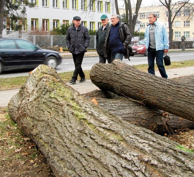 Lista drzew zaplanowanych do wycinki obejmuje 181 pozycji