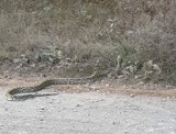 Animalsi odnaleźli pytona tygrysiego! Gad jest pod opieką weterynarzy i wymaga leczenia [21.10.2018]