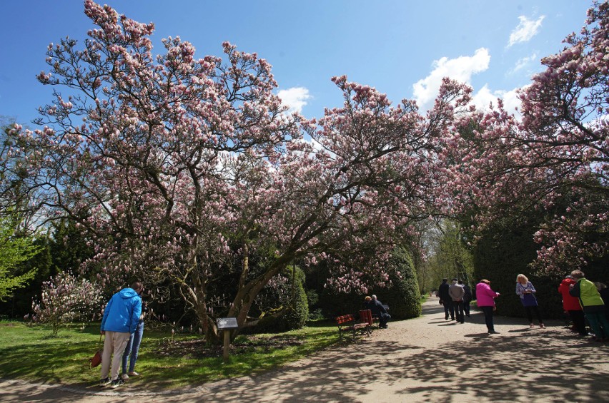 Arboretum w Kórniku słynie ze swoich 170-letnich, pięknych...