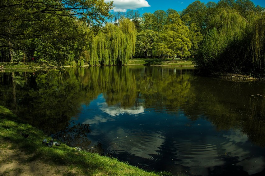 Zobacz największy brzeski park w wiosennych barwach 