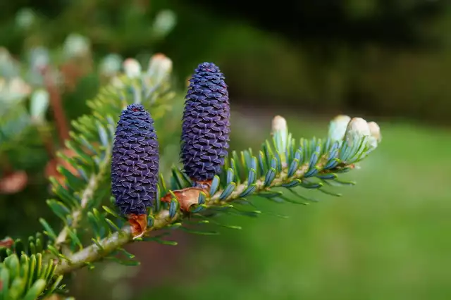 Jodła koreańskaJodła koreańska (Abies koreana) jest jednym z najatrakcyjniejszych iglaków z bajecznie pięknymi szyszkami. Nie wymaga ona cięcia, ponieważ samodzielnie zachowuje ładny, regularny pokrój.