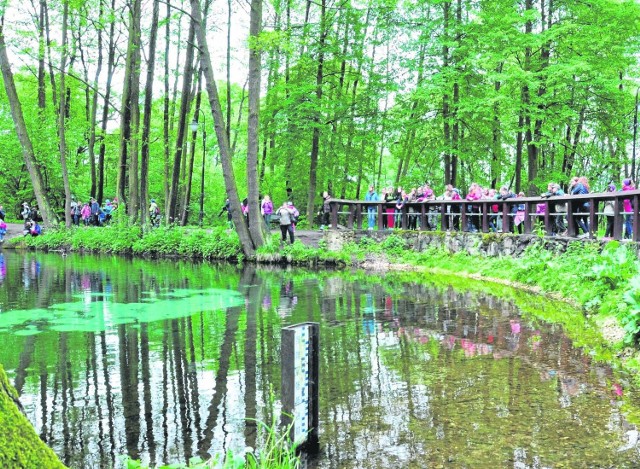 Niebieskie Źródła to nic innego jak wywierzyska krasowePrzez spękane wapienie jurajskie wytryska woda, przybierająca niebiesko-błękitnozieloną barwę. Barwa wody jest efektem działań rozproszonego światła słonecznego i zmienia się w zależności od pogody. Rezerwat jest ostoją 75 gatunków ptaków, m.in. kaczek.