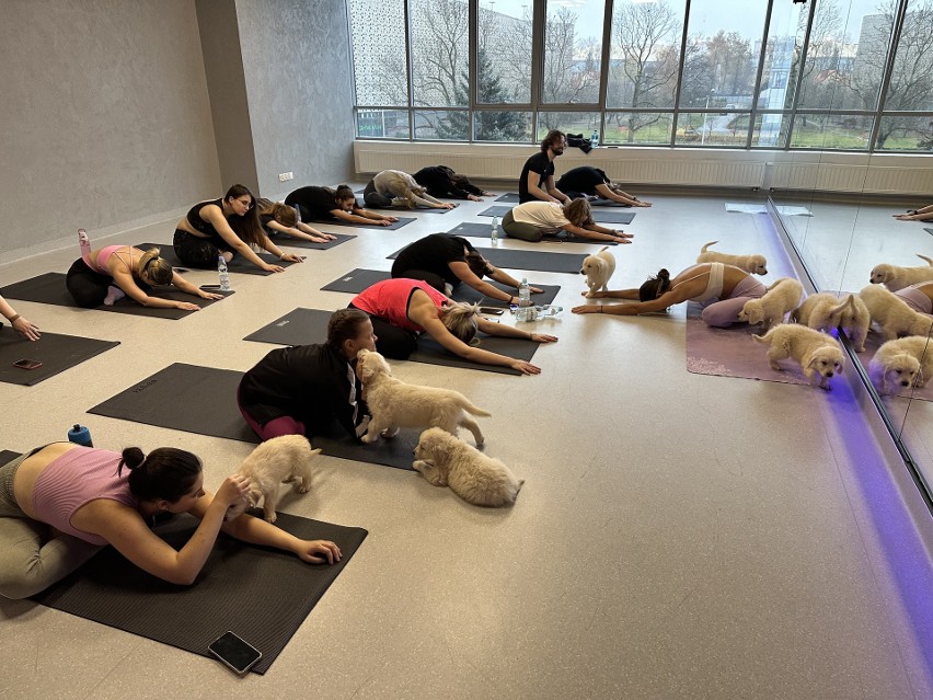 Doga yoga to połączenie ćwiczeń i zabawy ze szczeniaczkami....