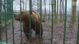 Zimy już nie będzie. Rumuński niedźwiedź wróży koniec mrozów