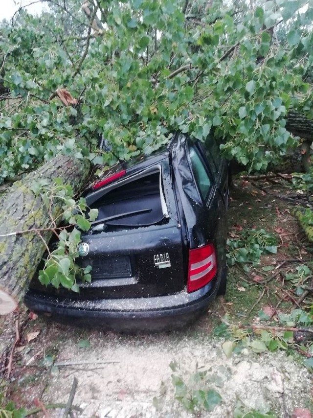 Przewrócone przez wiatr olbrzymie drzewo zniszczyło samochód w Jaworskiej Woli w  gminie Sienno.
