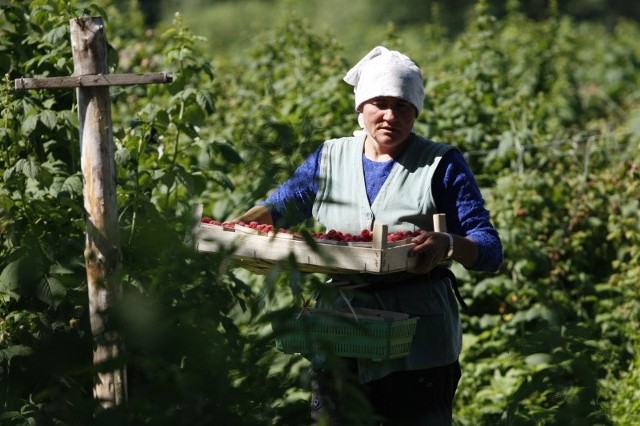 Do tej pory Ukraińcy pracowali głównie w rolnictwie przy zbiorach. Teraz coraz częściej na liniach produkcyjnych. Na zdjęciu Ganna Trepitko podczas zbiorów na plantacji.