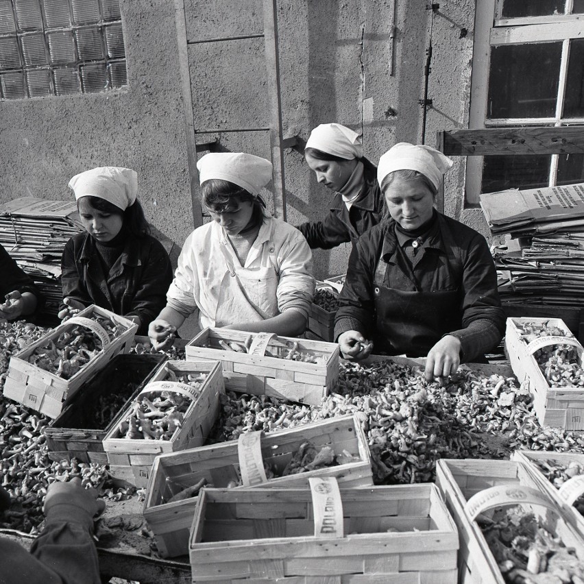 50 lat temu. Miastko przemysłem i rolnictwem stało