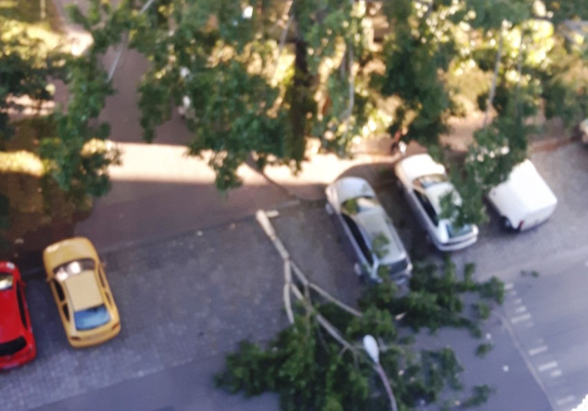 Ogromny konar spadł na ulicę. Uszkodził samochód           