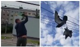 Pszów w pow. wodzisławskim: ktoś przywiązał gołębie do kabli z prądem. Na ratunek ruszyli mieszkańcy osiedla