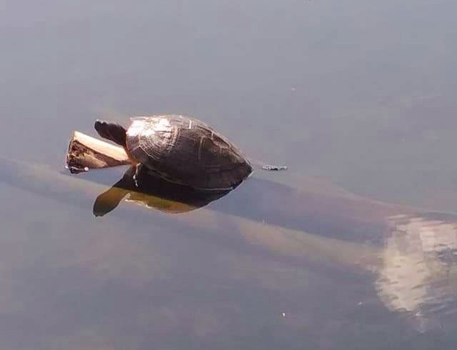 Takie zdjęcie żółwia na Dzikiej Ochli zrobił zielonogórzanin...