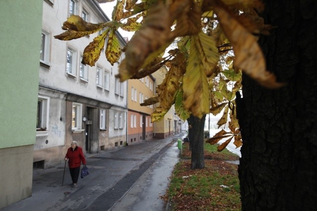 Dzięki wygrabianiu liści, a potem ich utylizacji populacja szrotówka się zmniejsza.