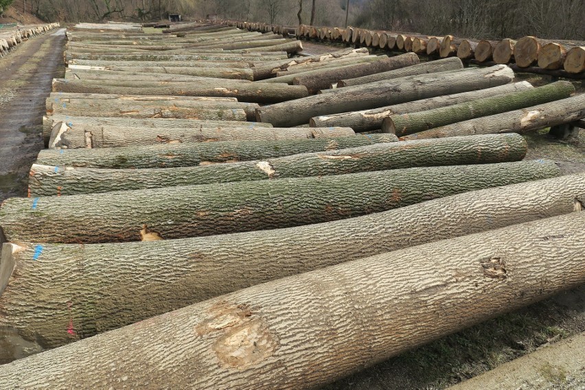 Zakończyła się XXI Submisja Drewna zorganizowana przez Regionalną Dyrekcję Lasów Państwowych w Krośnie. Sprzedano drewno za ponad 3 mln zł