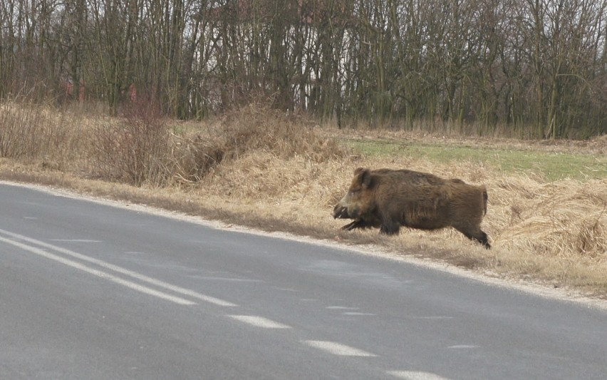 W najbliższych dniach przeszukany zostanie teren w promieniu...