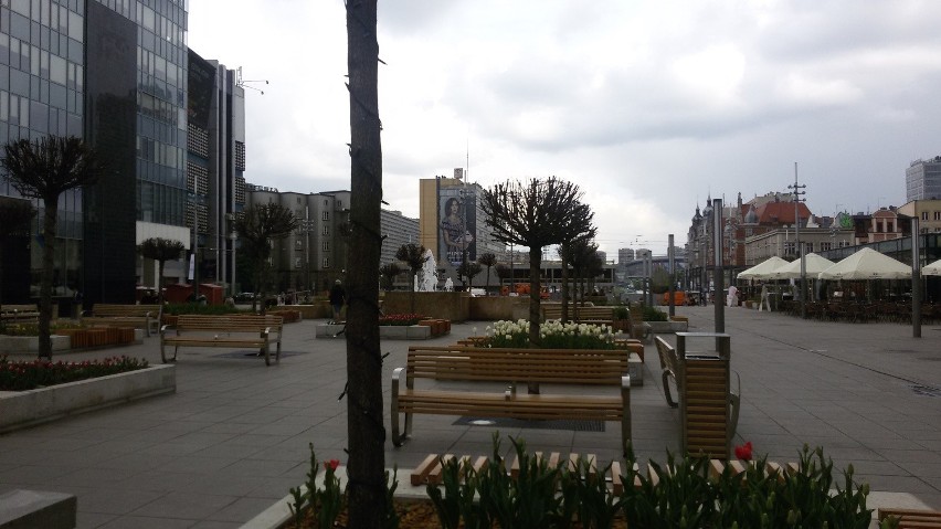 Drzewa na placu Kwiatowym w Katowicach