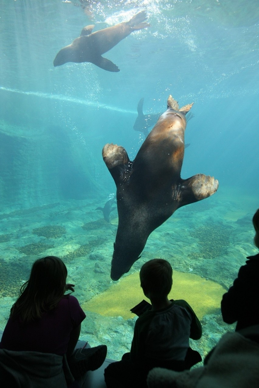 Tysiące wrocławian odwiedziły Afrykarium (ZDJĘCIA, BILETY, MAPY, DOJAZD, PARKOWANIE)