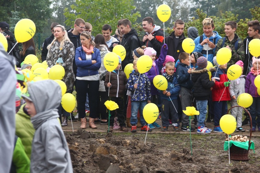 W Żorach zasadzili prawie 1000 żonkili, tworząc "Pole Nadziei" przy hospicjum