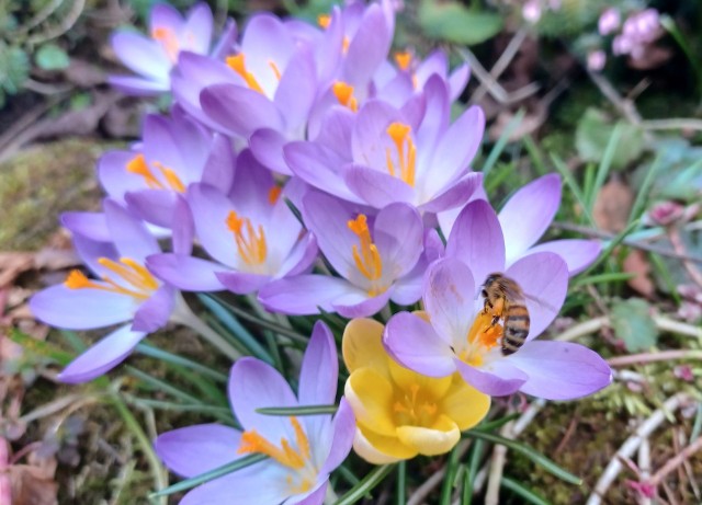 Rośliny miododajne w ogrodzie wyglądają pięknie i tworzą miejsce pożyteczne dla pszczół, które z kolei zapylają nasze rośliny użytkowe.Zobacz najbardziej miododajne rośliny, które są ładne i łatwe w uprawie. Przejdź do kolejnych zdjęć, używając strzałek lub przycisku NASTĘPNE.