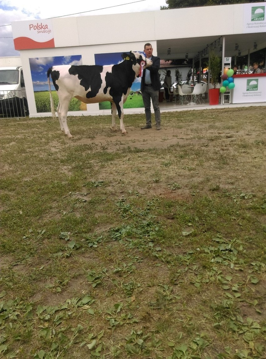Wystawa w Szepietowie. Krowy z hodowli Pawła Kuleszy to prawdziwe czempionki [zdjęcia]