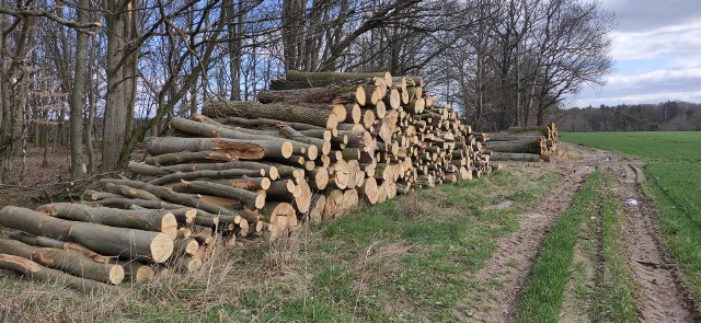 Na skraju lasu między Grzymisławiem, a Stanisławką pozostało drewno jeszcze nie wywiezione
