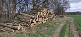 Kradzież drewna z lasu w gminie Debrzno. W sprawie przewija się nazwisko byłego burmistrza