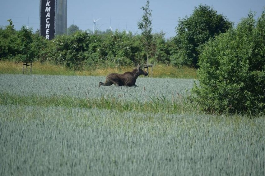 Mały łoś w Nowym Dworze Gdańskim. Zwierzę biegało pomiędzy trasą S7 i ul. Warszawską [ZDJĘCIA]