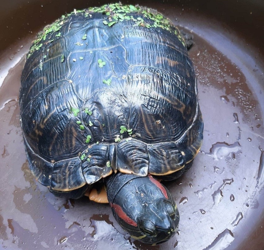 Pod Skierniewicami znaleziono egzotycznego żółwia. Może zagrozić naszym rodzimym gatunkom