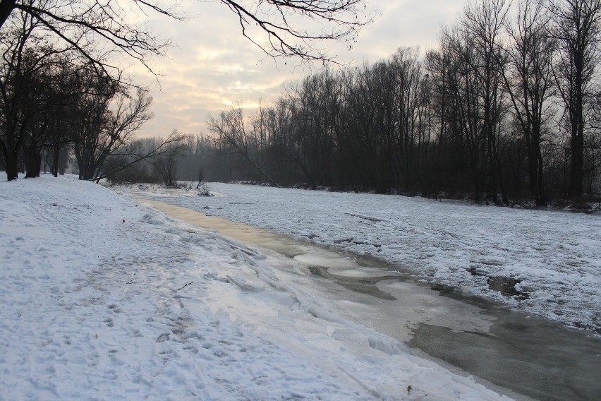 Oświęcim. Wszyscy martwili się o samotnego łabędzia, który siedział na Sole skutej lodem [ZDJĘCIA]