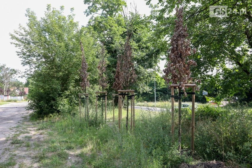 Uschnięte drzewa przy ul. Twardowskiego w Szczecinie