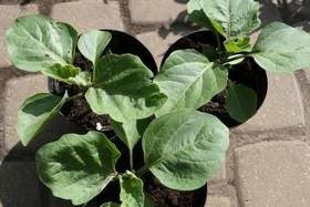 Z warzyw ciepłolubnych możemy już sadzić do gruntu pomidory, paprykę, cukinie, kabaczki i ogórki.