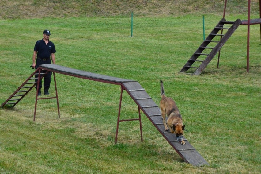 Psy policyjne w akcji