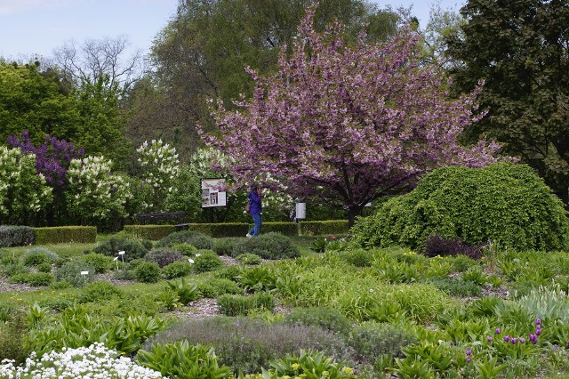 Ogród Botaniczny UAM w Poznaniu w maju!Zobacz, jak kwitnie --->>>