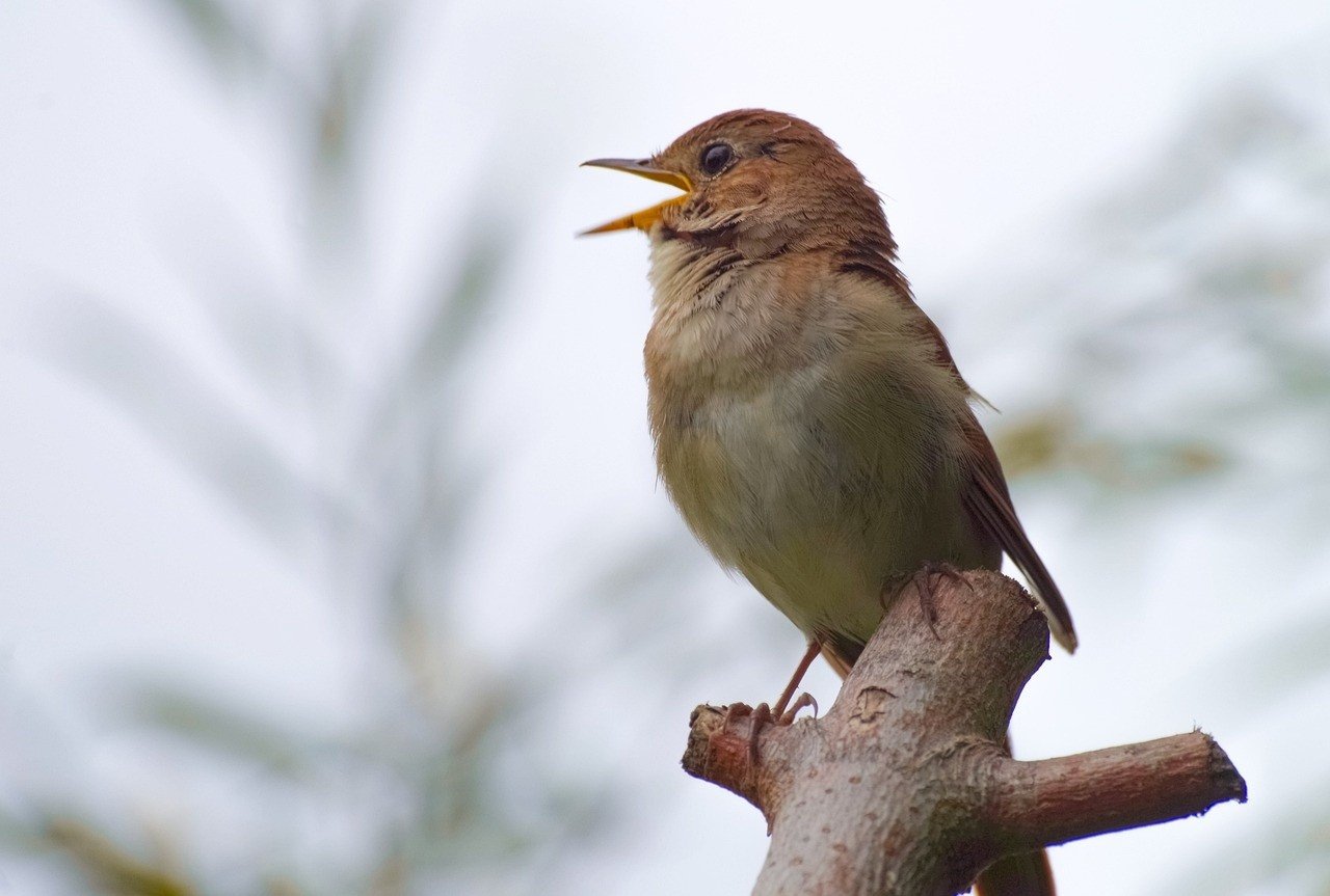 Słowiki - co to za ptaki? Jak wygląda słowik i jak śpiewa? Co jedzą te  ptaki i czy odlatują na zimę? Sprawdź | RegioDom