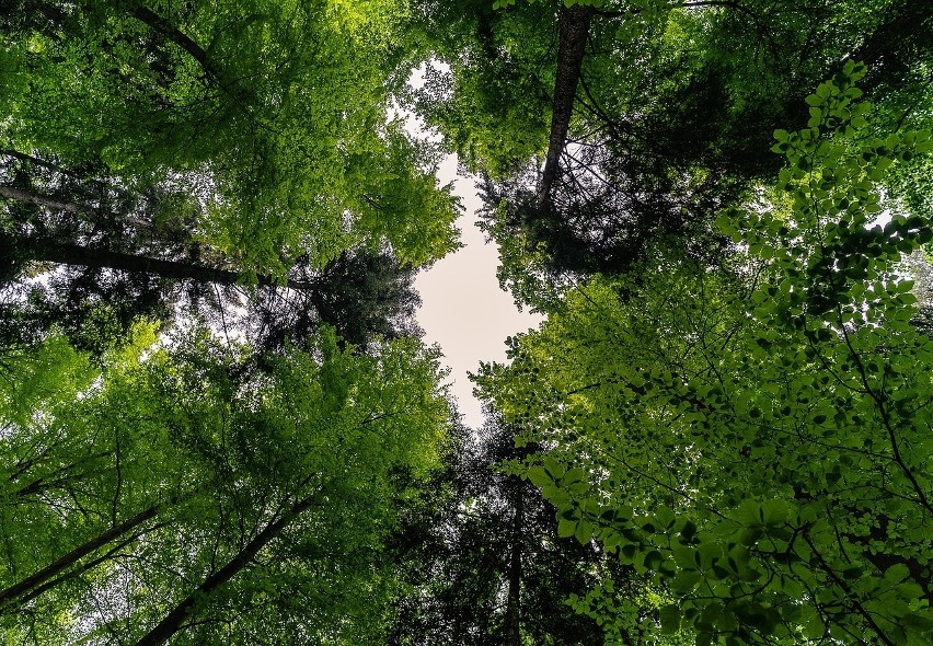 Dopłaty do prywatnych lasów - nabór 2019 zakończony. Ile wniosków z Kujawsko-Pomorskiego?