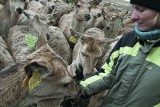 Największa ferma jeleni w Europie. Jak coś robić to z rozmachem