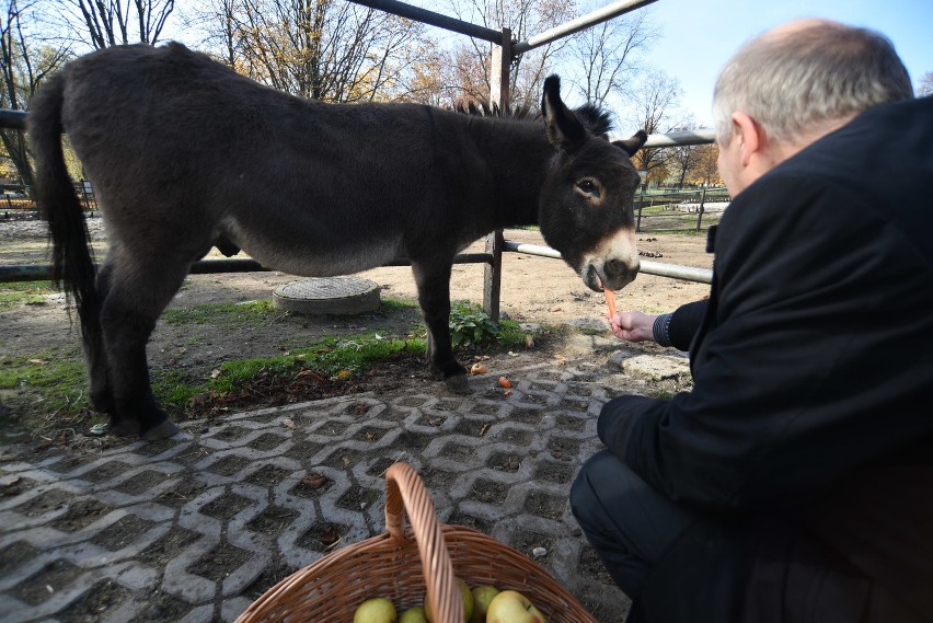 Osioł USiołek z chorzowskiego zoo obchodzi 14. urodziny