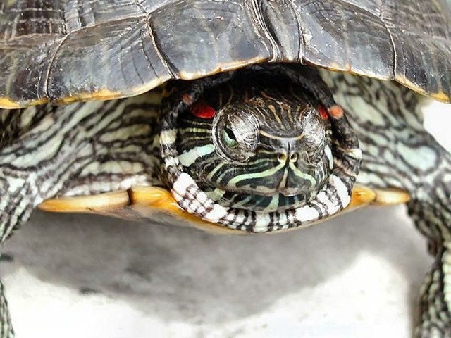 Zaledwie w ciągu tygodnia kilka egzemplarzy żółwia czerwonolicego wyłowili rybacy lub zauważyli przyrodnicy. Od 1996 roku wwiezienie do Polski tego gatunku bez zezwolenia jest nielegalne.
