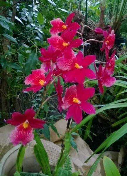 Orchidee należą do najpopularniejszych roślin pokojowych,...
