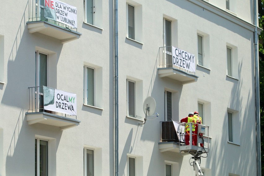 Walczą o ocalenie drzew w Lublinie. Będzie wielka manifestacja