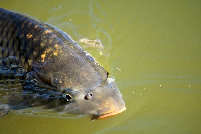 Średnia cena karpia w gospodarstwach rybackich to 15 zł/kg