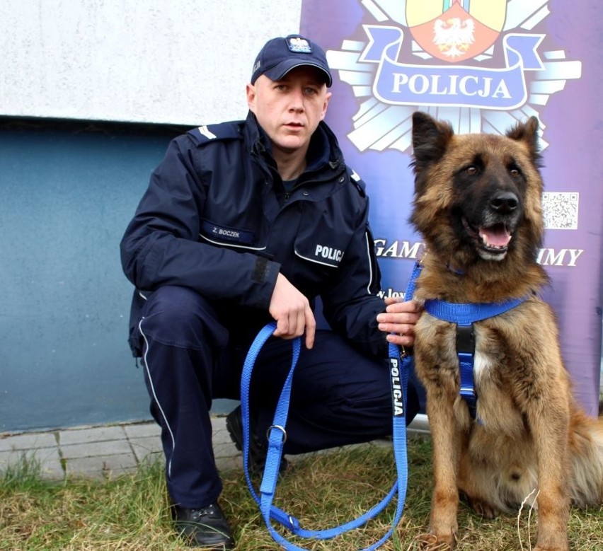 Kozik, pies służący w Komendzie Powiatowej Policji w Łowiczu...