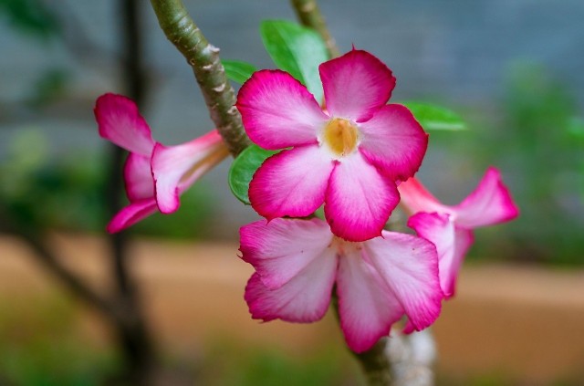 Adenium to roślina przystosowana do pustynnych warunków. Ale można uprawiać ją w domu i podziwiać kwiaty "róży pustyni".